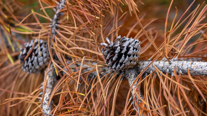 Wall Mural - Close up view of Pine cones on a dry branch of pine tree in autumn time