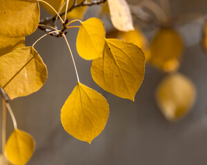 Wall Mural - Close up shot of yellow Aspen leaves in autumn time