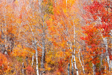 Wall Mural - Many Silver birch trees with bright yellow, red and orange color foliage during autumn time