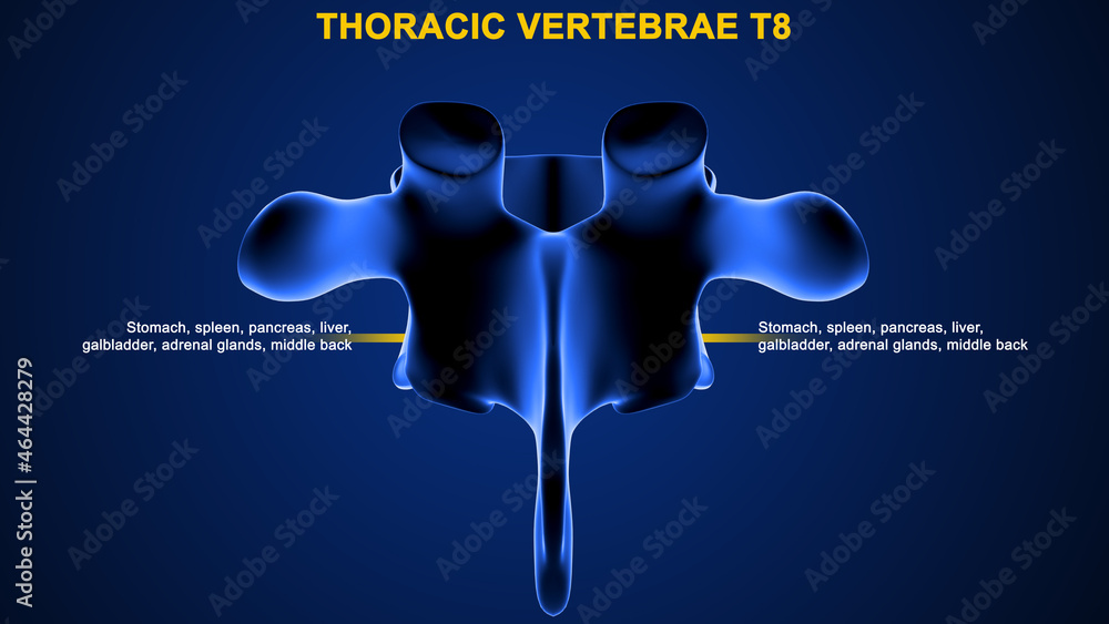 T8 Innervation The thoracic spine has 12 nerve roots (T1 to T12) on each side of the ...