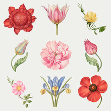Blooming Flower Vector Illustration Set, Remix From The Model Book Of Calligraphy Joris Hoefnagel And Georg Bocskay