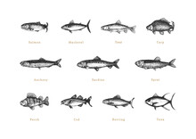 Fishes, Vintage Collection In Vector. Drawn Set.