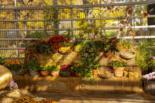  A Variety Of Autumn Flowers In Ceramic Pots And Vegetables In Baskets Stand On A Shelf Covered With Burlap And Straw.