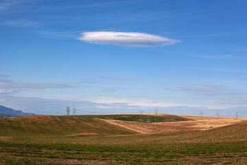 Wall Mural - landscape with a field and sky