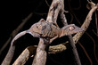 Henkels Blattschwanzgecko // Henkel's leaf-tailed gecko (Uroplatus henkeli)