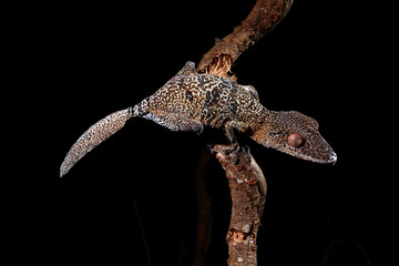 Poster - Henkel's leaf-tailed gecko // Henkels Blattschwanzgecko (Uroplatus henkeli)