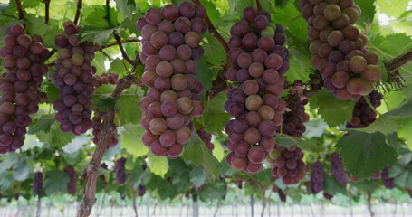 Poster - Branch of ripe red grapes in farm