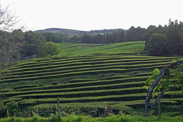 Wall Mural - tea fields on the azores