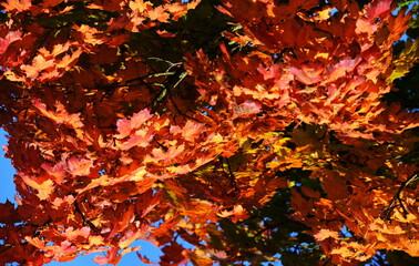 Canvas Print - automne coloré