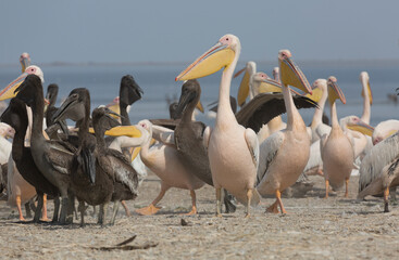 Poster - Pink pelicans with chicks on the shore of Lake Manich-Gudilo in Kalmykia, Russia