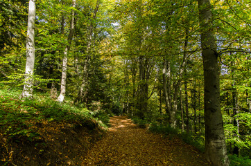 Fototapeta jesienny las 