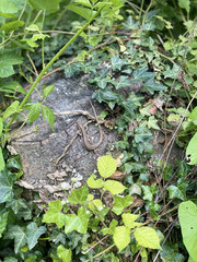 Wall Mural - Vertical closeup shot of a lizard on a rock with green leaves