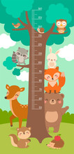 Kid Height Scale From 50 To 160 Centimeter With Cute Woodland Animals Cartoon And Big Tree Illustration.