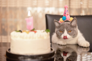 Canvas Print - cute british shorthair cat celebrating her 1-year-old birthday