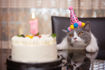 Canvas Print - cute british shorthair cat celebrating her 1-year-old birthday