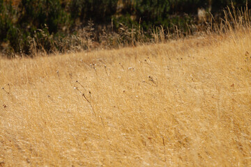 Sticker - Beautiful shot of dried plants