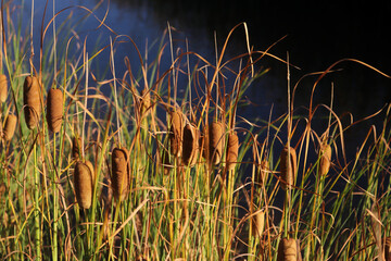 Poster - Some cattails by the lake water.