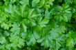 Parsley grows in the garden. outdoors in the garden. Green background of parsley leaves