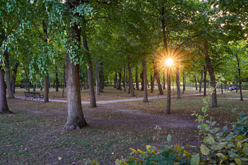 Wall Mural - Sunset with sun rays in the park