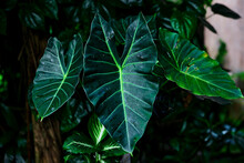 Green Elephant Ear Leaves Pattern In The Forest