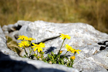 Closeup Shot Of Bright Yellow Wildflowers Growing On The Rock