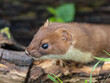 © Stephan Morris  - Stoat Head Looking out of a Hole