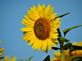 Sticker - Bright yellow sunflower in the field on a sunny day