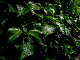 Wall Mural - Drops on leaves after rain