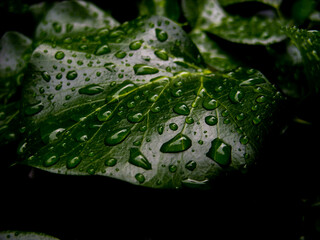 Wall Mural - Drops on leaves after rain