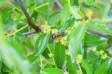 Caterpillar on a green plant