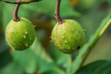Close Up Of Two Walnuts In Their Green Shells On The Tree 