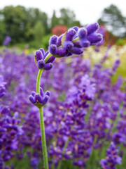 Wall Mural - Lavender