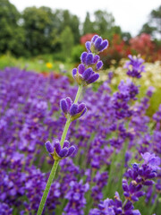 Wall Mural - Lavender