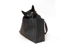 Halloween Composition. Evil Black Cat With Yellow Eyes Inside A Paper Gift Shows Its Sharp Fangs And Teeth.