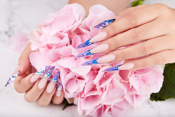 Wall Mural - Hands with long artificial blue french manicured nails and pink Hortensia flower. Fashion and stylish manicure