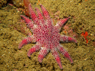 A close-up picture of a Common Sunstar, Crossaster papposus, or Solaster is a species of sea star, aka starfish, belonging to the family Solasteridae. Picture from Skagerrak Sea, Sweden