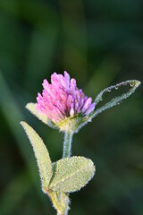 Canvas Print - Frost on a Clover Flower