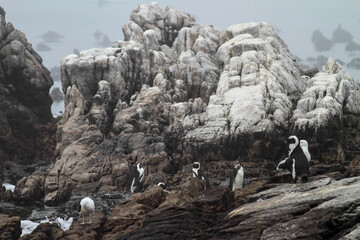 Sticker - Closeup shot of penguins on a rocky coast