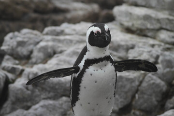 Wall Mural - Closeup shot of a penguin on a rocky coast