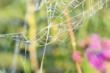 Wall Mural - Frost on a Spider Web