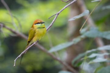 Green bee eater is so cute bird