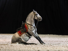 A White Horse Sits On The Floor. Lipizzaner Under The Saddle And With A Frenulum. Side View. Horse Tricks. Black Background