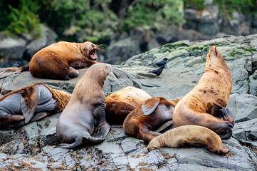 Sticker - Closeup shot of cute Stellar Sea Lions on the coast of northern Vancouver Island, BC Canada