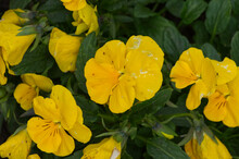 Yellow Pansies Blooming In Autumn