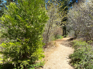 bright sunny forest hiking trail with pine conifer trees and shrubs with dirt path nature path