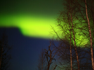 Wall Mural - Intense northern lights behind a group of birches