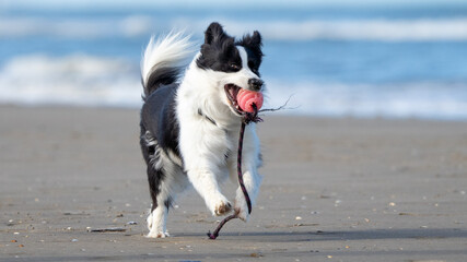 border collie playing with ball at the beach on a sunny day