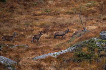 Poster - Beautiful shot of deers in the mountain