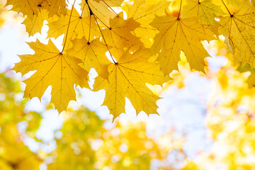 Wall Mural - close up of bright yellow and red maple leaves on fall tree branches with vibrant blurred background