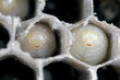 Hexagonal cells with larvae of common wasp (Vespula vulgaris). Exposed centre of wasp's nest with grubs visble, in early stages of construction in spring